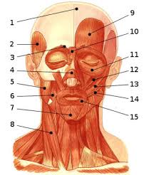 Blank muscle diagram 1024659 diagram blank muscle diagram 1024659 chart human anatomy diagrams and charts explained. Free Anatomy Quiz The Muscles Of The Face Locations Quiz 1
