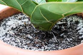 what to do about mold on houseplant soil