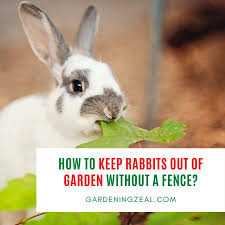 how to keep rabbits out of garden