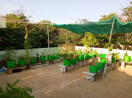 terrace garden in chennai prabhanjan