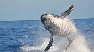 offs wind isn t killing whales big
