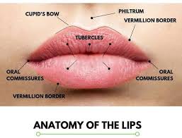discovering the various types of lips