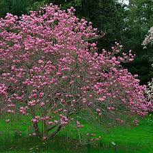 There are many small flowering trees for containers, urban yards, and tight spaces in any landscape. Zone 5 6 Flowering Trees