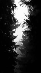 ni90 wood tree simple nature bw dark