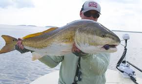 South Carolina Fishing Species Redfish Flounder Trout