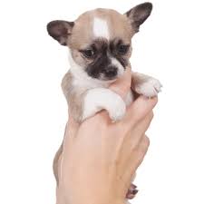 how much does a teacup chihuahua cost