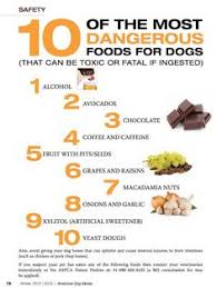 Poisonous Foods For Dogs Chart Goldenacresdogs Com