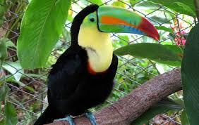 The tropical rainforests (also known as tropical wet forests) are found in the equatorial regions of plants are mostly producers and the decomposers are organisms like fungi and earthworms. Top 7 Tropical Rainforest Animal Adaptations Biology Explorer