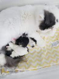 Kitten come with first shot, dewormed, vet checked. Tiny Tots Birth Beyond Newborn Baby Kittens Newborn Kittenspersian Himalayan Kittens For Sale In A Rainbow Of Colors In Business For 32 Years