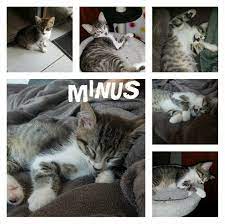 Société Protectrice des Animaux (S.P.A.) de Colmar - MINUS, chaton de 2  mois recherche une gentille famille! | Facebook