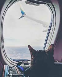 How air travel affects our ears. How To Take Your Cat On A Plane Catexplorer