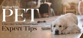 pet urine smell on hardwood floors