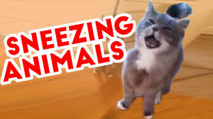 Image result for sneeze in animals images
