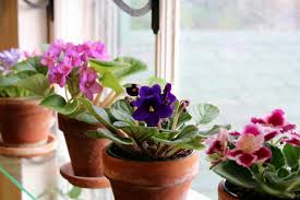 Because african violets are so adaptable to every kind of environment it is no mystery as to why it has become the most popular house plant to grow; African Violets How To Achieve Constant Bloom Kevin Lee Jacobs