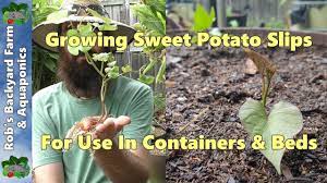 how to grow plant sweet potato slips