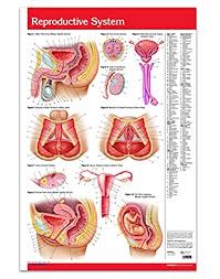 3ds max + blend c4d ma 3ds fbx obj oth. Male Female Reproductive System Poster Wall Chart 24 X 36 Laminated Anatomy Poster Medical Quick Reference By Permacharts Amazon Com Industrial Scientific