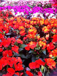 bright plants for flower beds that wow
