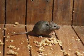 what to do if there are mice in your attic