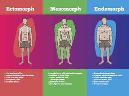 endomorph t meal plan and exercises