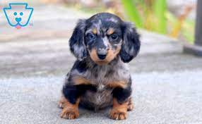 pepper miniature dachshund puppy for