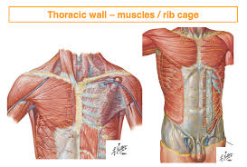 If the rib cage pain is due to a minor injury, such as a pulled muscle or bruise, you can use a cold compress on the. Pin By Sparkelate On Anaesthetics Anatomy Rib Cage Thoracic Muscle
