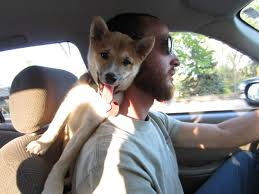 This Is How My Puppy Likes To Ride In The Car Imgur