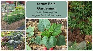 straw bale gardening learn how to grow