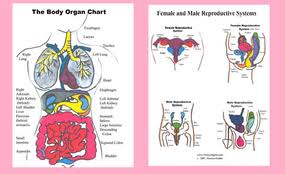 Body Organ Identification Body Organs Teaching