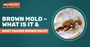 What Is Brown Mold What Causes It