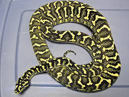 breeding carpet pythons reptiles magazine