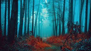 Mystical Wallpaper 4k Foggy Forest