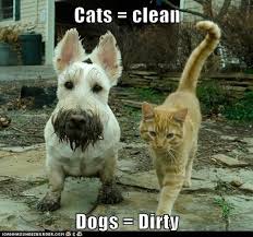 So we have found the funniest cat memes on the internet, for your personal enjoyment. Funny Cats And Dogs Clean Online Shopping