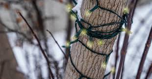 Install Lights On An Outdoor Tree