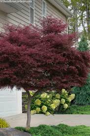 Buy Tamukeyama Japanese Maple Free