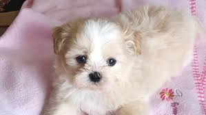 Uptown puppies is a network of vetted shih tzu breeders with shih tzu puppies for sale. Teddy Bear Faces Shih Tzu Puppies Shih Tzu Breeder In Houston