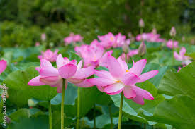 View Of Lotus Flower Blossoms At