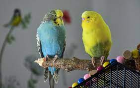 best indian pet birds for beginners