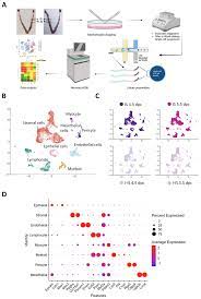 IJMS | Free Full-Text | Single-Cell RNA-Sequencing Reveals Interactions  between Endometrial Stromal Cells, Epithelial Cells, and Lymphocytes during  Mouse Embryo Implantation