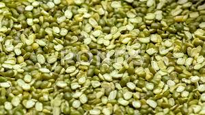 green gram mung beans legumes falling