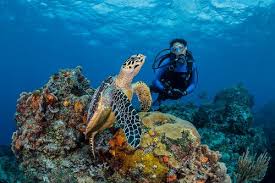 Can you arrange accommodation for me in mexico. Five Best Scuba Diving Destinations For Budget Travel Scuba Diving