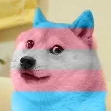 For trans day of visibility doge wore body paints to support his daughter. For Trans Day Of Visibility Doge Wore Body Paints To Support His Daughter Dogelore