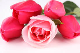 pink rose pictures free