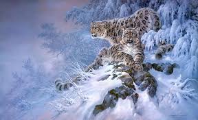 hd wallpaper cats snow leopard