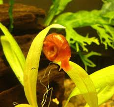 They tend to hitchhike on live plants. Ramshorn Snail The Care Feeding And Breeding Of Ramshorn Snails Aquarium Tidings