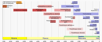 Template Human Evolution Species Chart Wikipedia