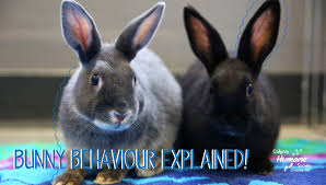 Shaking can sometimes be a sign of epilepsy, stroke, or even death in humans. Bunny Behaviour What Does It Mean
