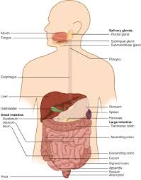 anatomy of the digestive system