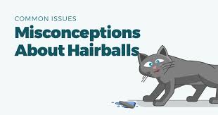hair in cats