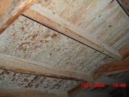 mold removal mold reation atlanta ga