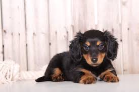 However, their historic hunting heritage gives them a tenacity unsuitable for first time dapple dachshund puppies come in two different sizes: Dachshund Puppy For Sale In Mount Vernon Oh Adn 47473 On Puppyfinder Com Gender Male Age 9 Wee Dachshund Breed Dachshund Puppies For Sale Daschund Puppies